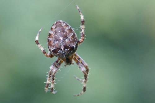 Araneus diadematus